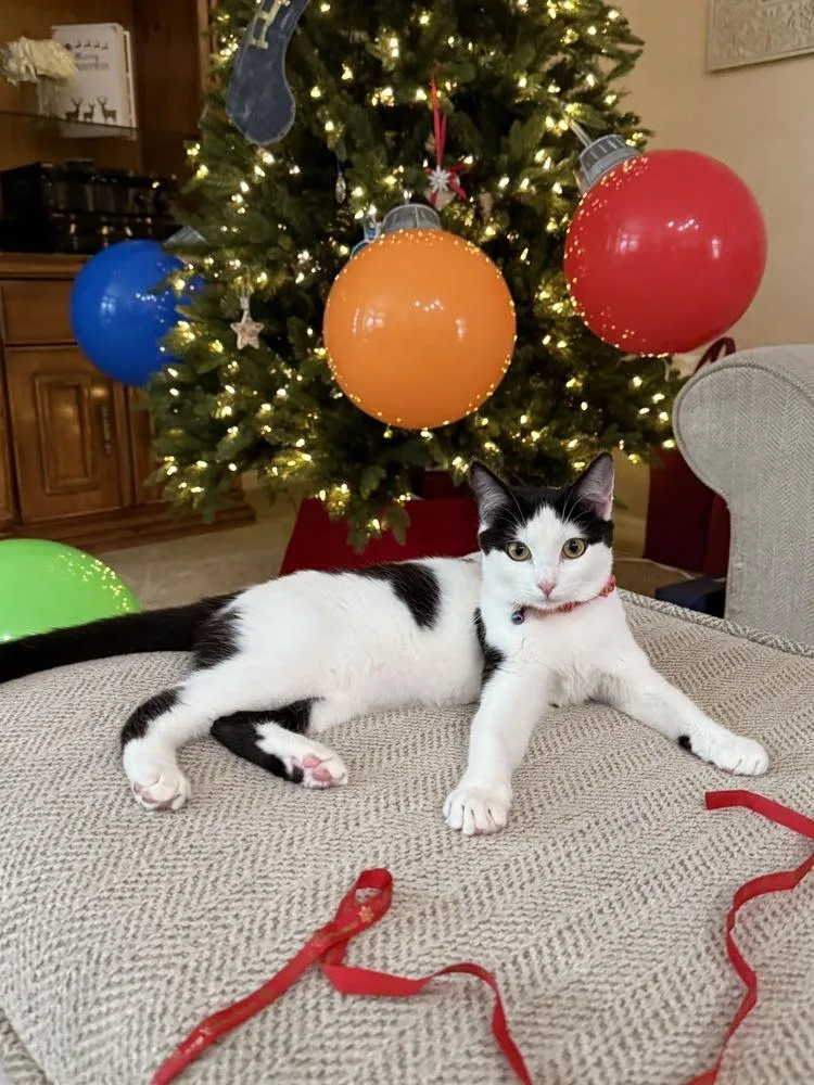 A baby small-sized female Black & White / Tuxedo Domestic Short Hair cat named Baguette for adoption in Orlando, FL