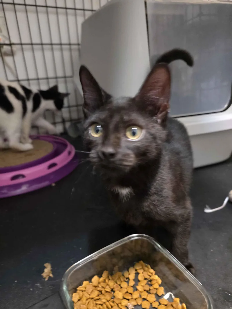 A baby small-sized male Domestic Short Hair cat named Checkers for adoption in Piscataway, NJ