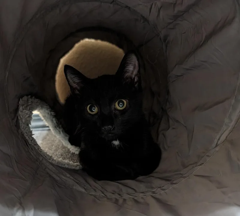 A baby small-sized male Black & White / Tuxedo Domestic Short Hair cat named Brew for adoption in Westfield, WI