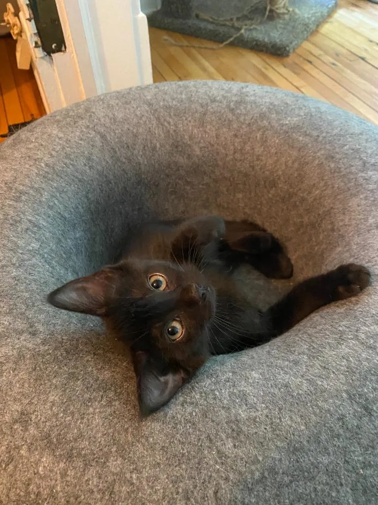 A baby small-sized male Domestic Short Hair cat named Chocolate Mousse for adoption in Minneapolis, MN