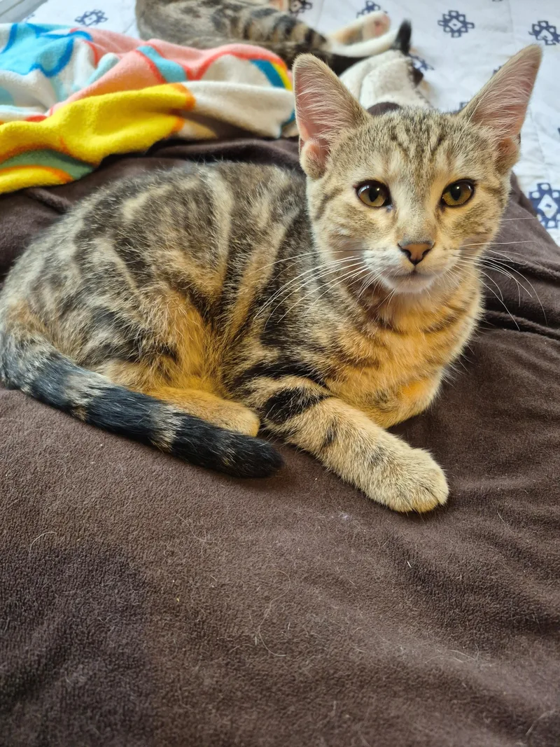 A young medium-sized female Tabby (Brown / Chocolate) Domestic Short Hair cat named Petra for adoption in Hayward, WI