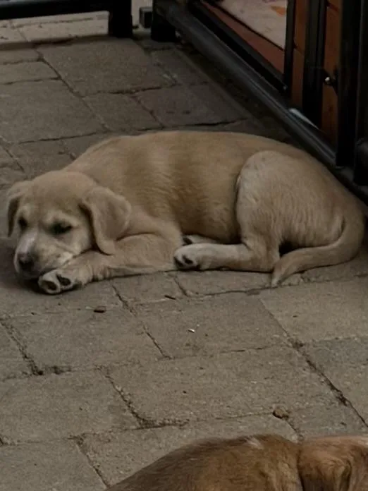 A baby medium-sized male Yellow / Tan / Blond / Fawn Australian Shepherd dog named Parker Wishbone for adoption in Andover, MA
