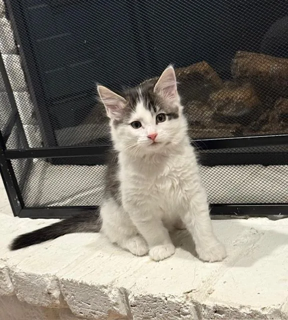 A baby medium-sized male Domestic Short Hair cat named Ra for adoption in Minneapolis, MN