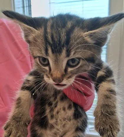 A baby small-sized female Domestic Short Hair cat named See Saw for adoption in Lafayette, IN