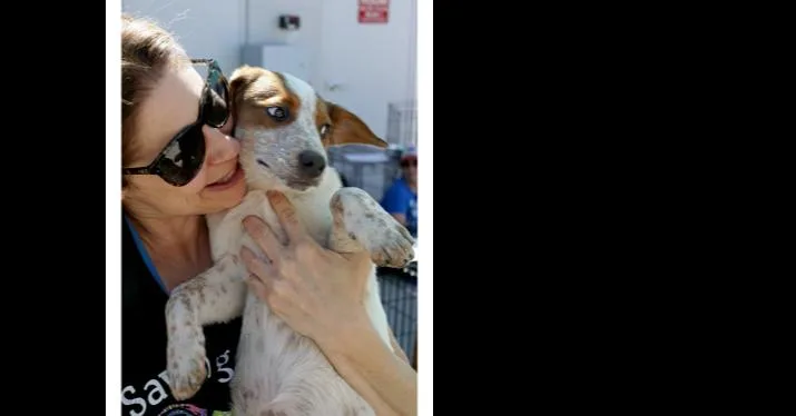 An adult medium-sized male Beagle dog named Musketeers:  Porthos AKA for adoption in Dallas, TX