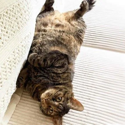 A senior small-sized female Brown / Chocolate Domestic Short Hair cat named Kait for adoption in Atlanta, GA