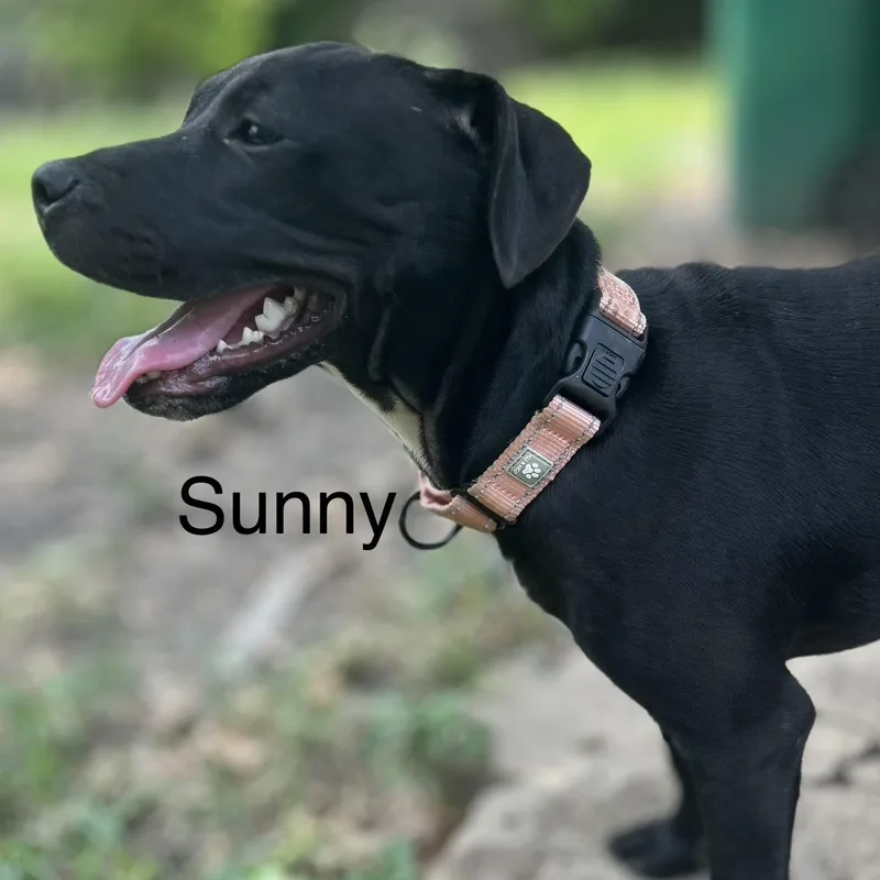 Sunny thumbnail 3