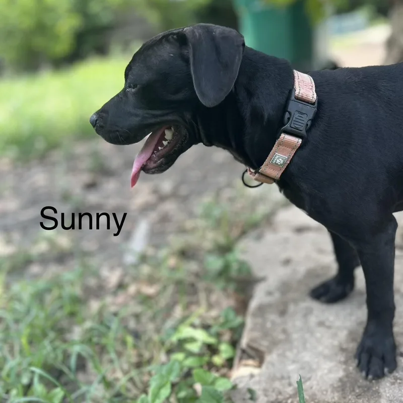 Sunny thumbnail 4