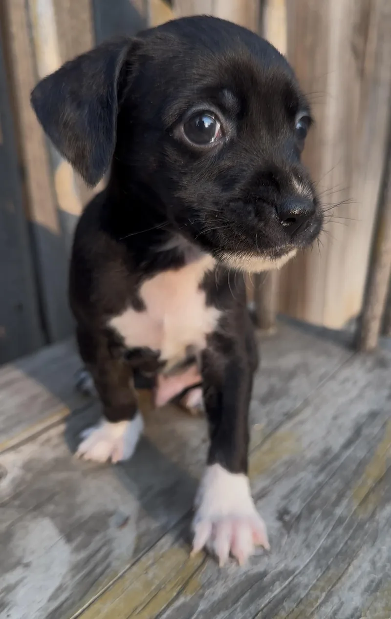 A baby small-sized male Chihuahua dog named Tag Heuer for adoption in Windsor, CO