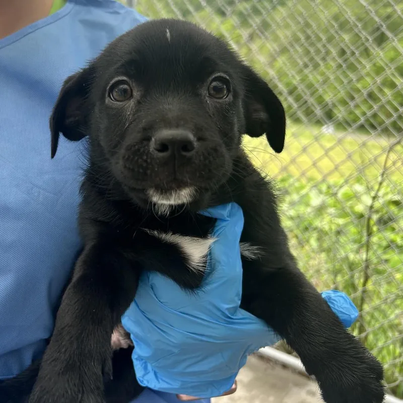 A baby small-sized male Black Mixed Breed dog named Bruno for adoption in Uniontown, PA