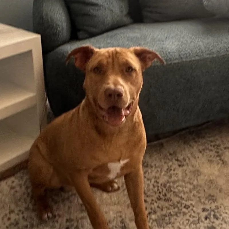 An adult large-sized male Apricot / Beige Mixed Breed dog named Caramel Corn for adoption in Houston, TX
