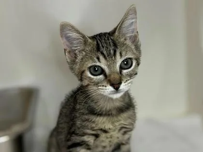 A baby small-sized male Tabby cat named Sponge @ PetSmart Walker for adoption in Newberg, OR