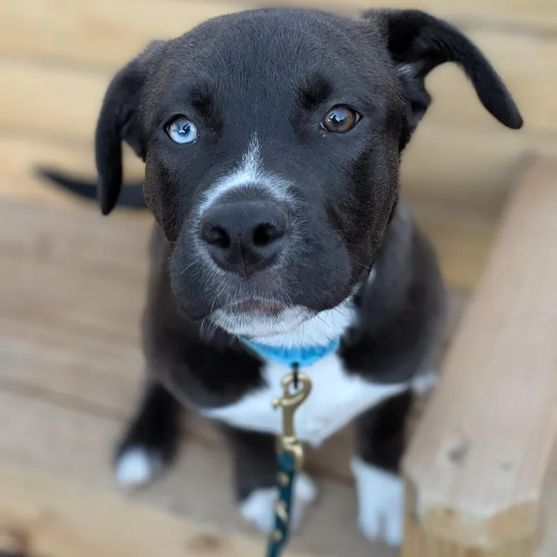 Pia
