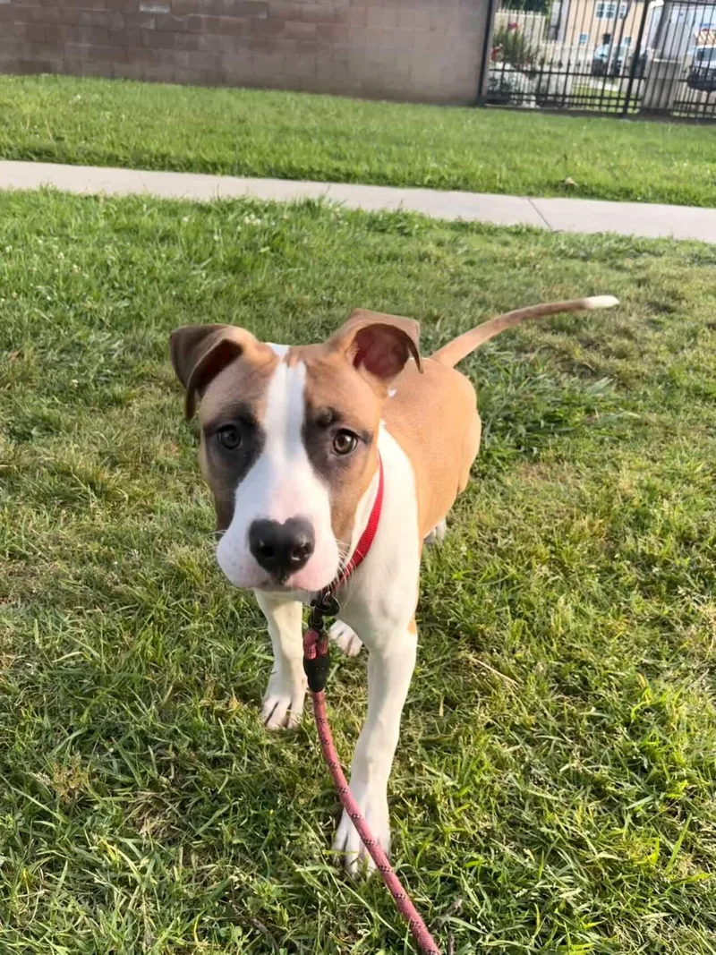 A baby large-sized male Brown / Chocolate Pit Bull Terrier dog named Mars for adoption in West Hollywood, CA