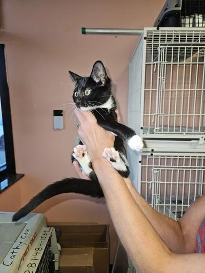 Twinkle Toes thumbnail 2