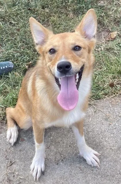 A young medium-sized female Collie dog named Nyssa for adoption in Honeoye Falls, NY