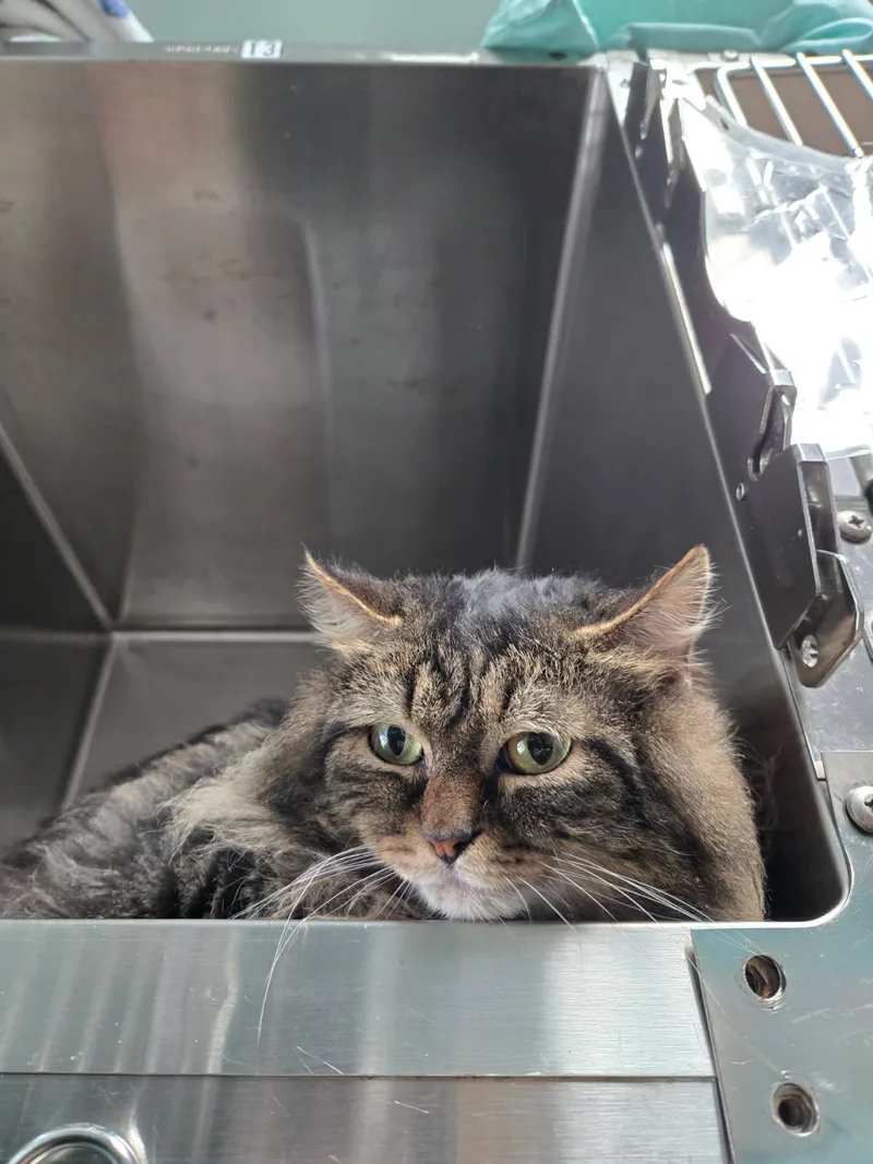 An adult medium-sized male Domestic Long Hair cat named Aiko for adoption in Trenton, NJ