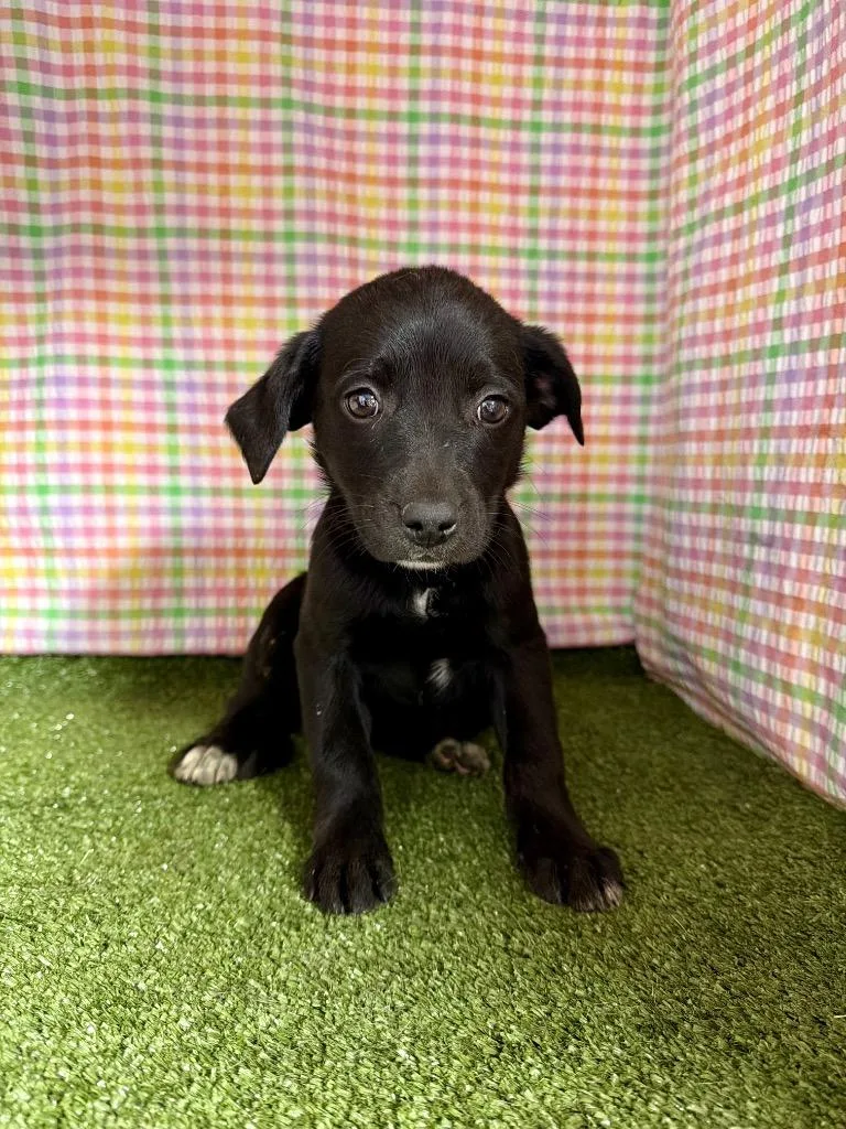 A baby small-sized female Poodle dog named Amelia for adoption in Hopkinsville, KY