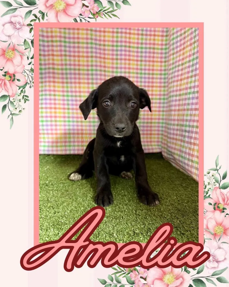 Amelia thumbnail 2