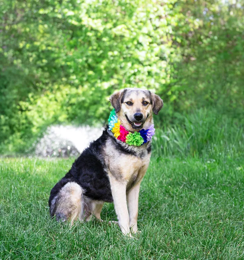A young medium-sized female Shepherd dog named Nala for adoption in Coatesville, PA