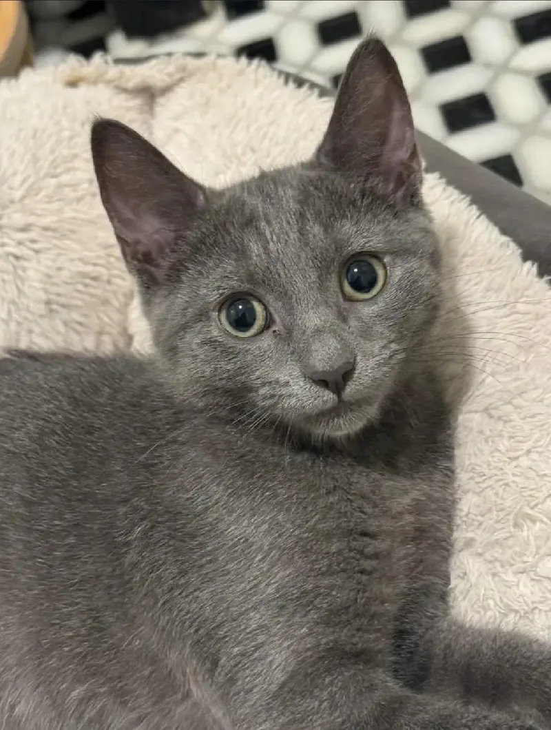 A baby medium-sized male Black Domestic Short Hair cat named Paco & Paloma for adoption in Beltsville, MD