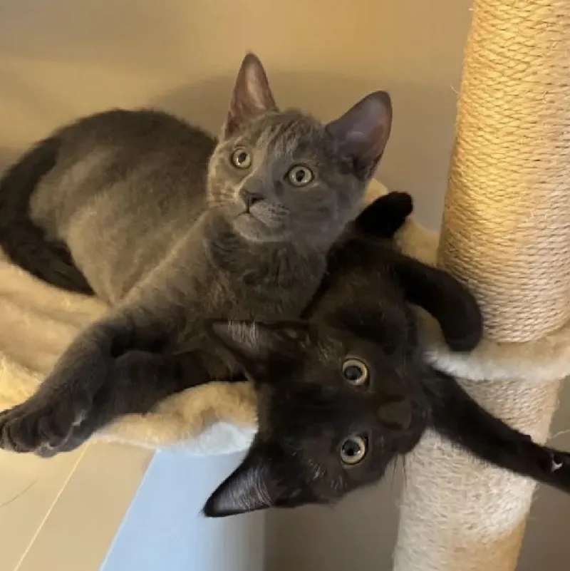 Paco & Paloma thumbnail 3