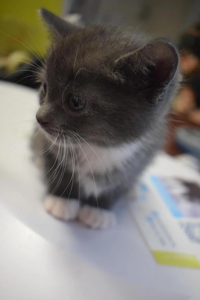 A baby medium-sized female Domestic Short Hair cat named Marla for adoption in Pahrump, NV