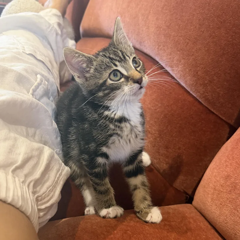 A baby medium-sized male Tabby (Brown / Chocolate) Domestic Short Hair cat named Shaun for adoption in BROOKLYN, NY