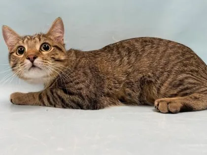 A young small-sized male Domestic Short Hair cat named Gorm for adoption in Coon Rapids, MN