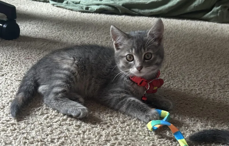 A young medium-sized female Tabby (Gray / Blue / Silver) Domestic Short Hair cat named Miranda for adoption in Lemont, IL