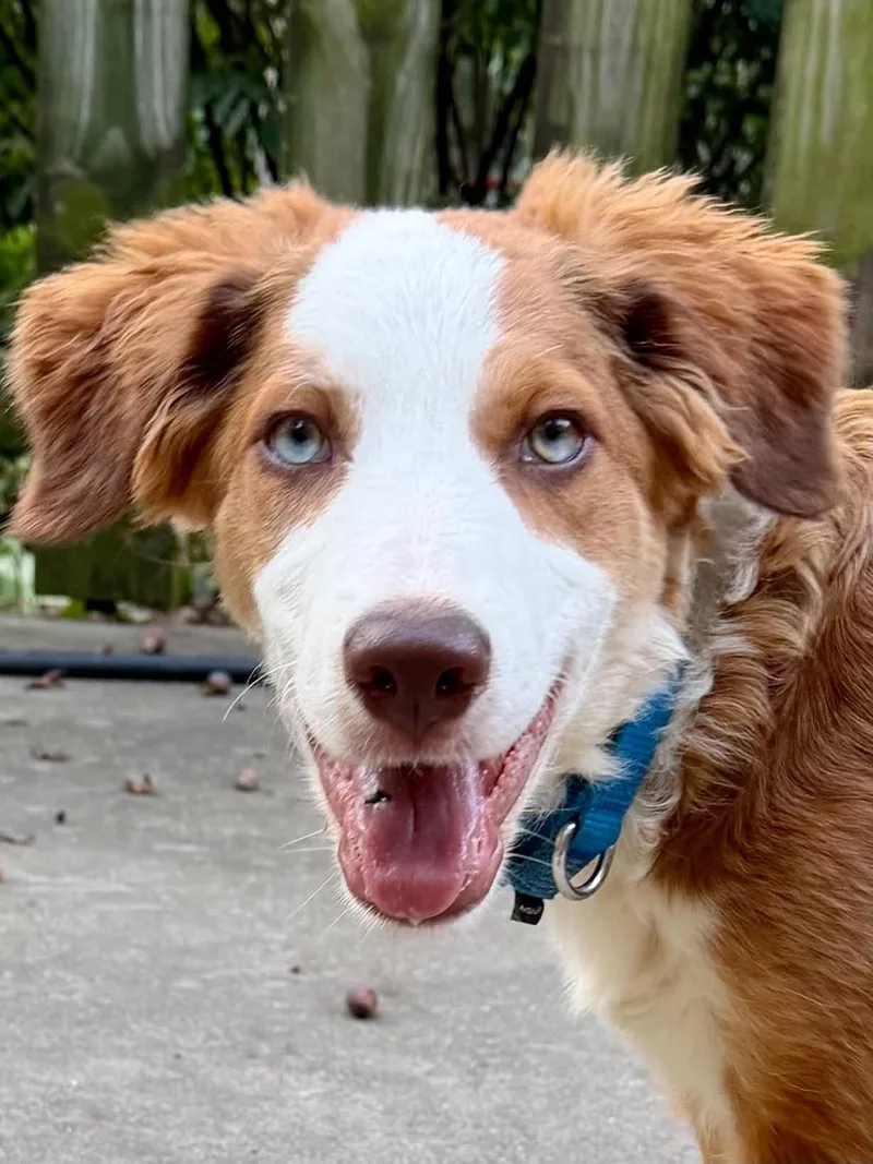 A baby medium-sized male Red / Chestnut / Orange Border Collie dog named Brennan for adoption in Seymour, IN