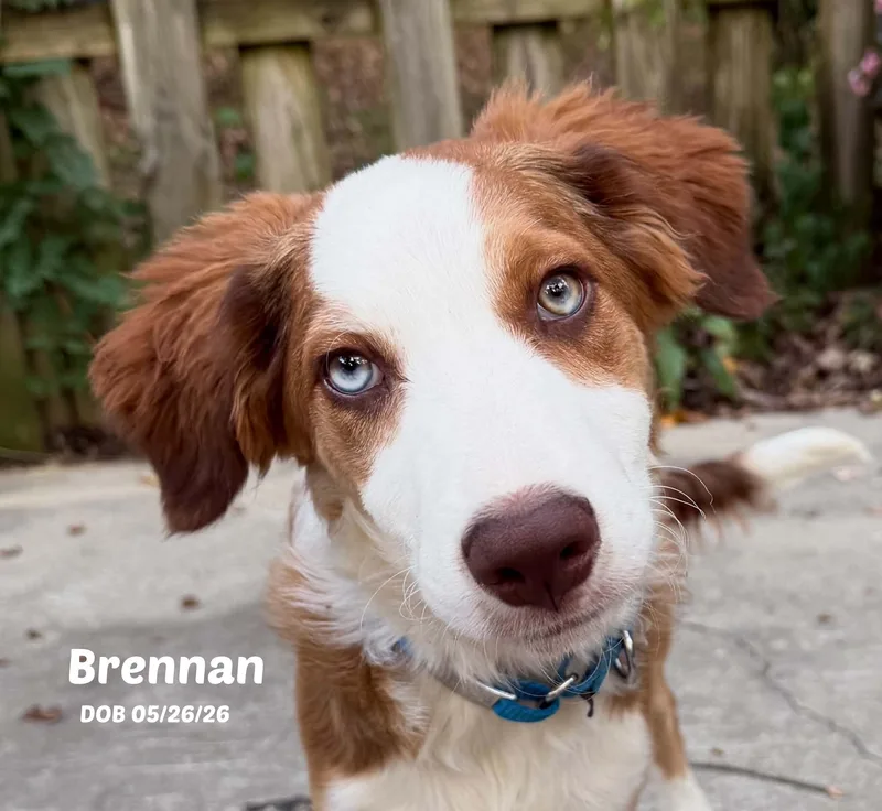 Brennan thumbnail 6