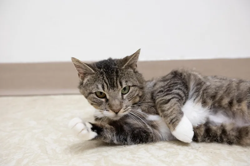An adult medium-sized female Tabby (Tiger Striped) Domestic Short Hair cat named Mia for adoption in Montclair, NJ