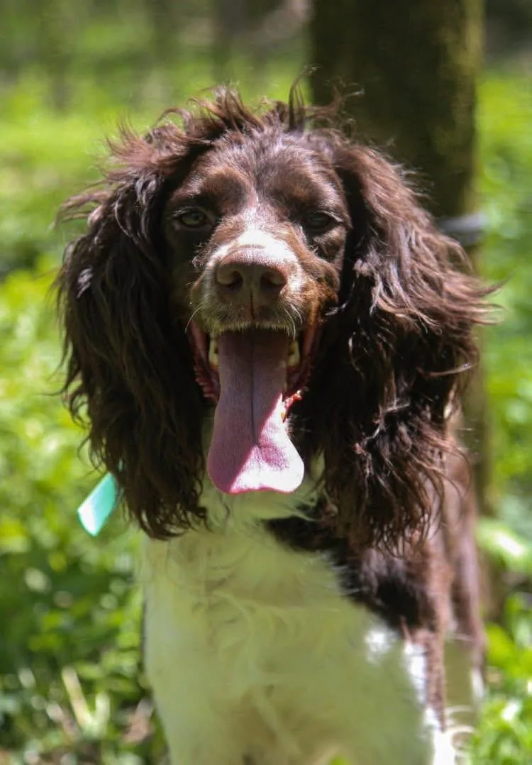 An adult medium-sized female English Springer Spaniel dog named Zazu Marie ALMN for adoption in Albert Lea, MN