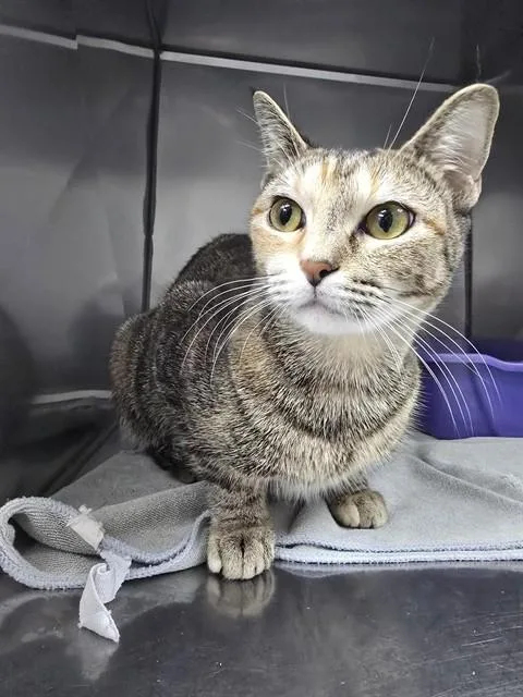 A young medium-sized female Domestic Short Hair cat named Brownie Batter for adoption in Killeen, TX