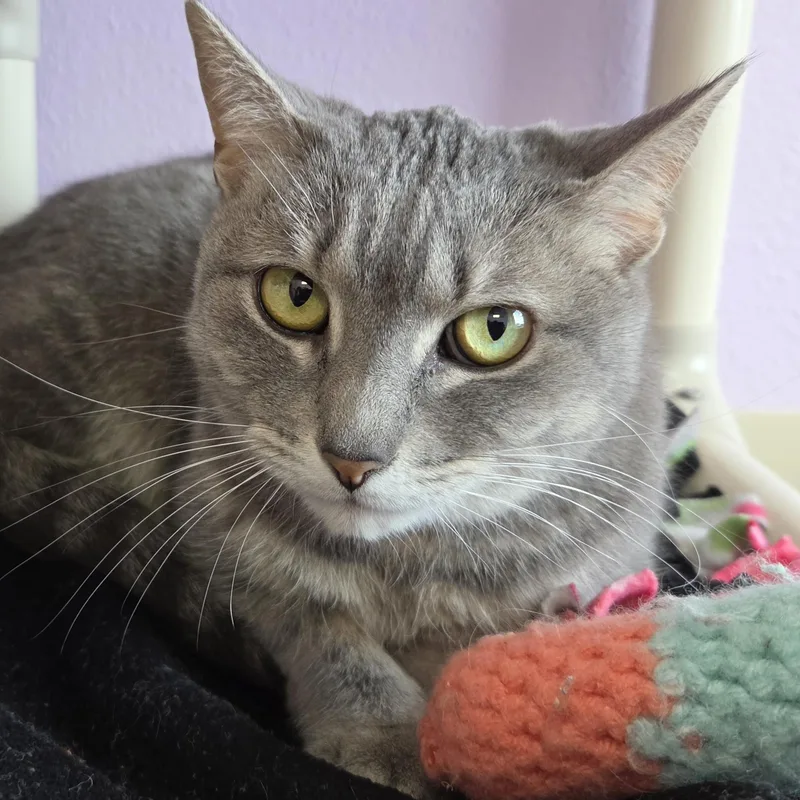 Dusty thumbnail 3