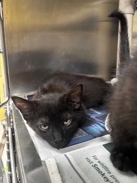 A baby small-sized female Domestic Medium Hair cat named Hedgehog for adoption in Alameda, CA
