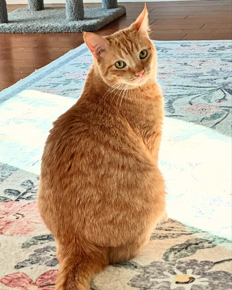 Scarlett thumbnail 2