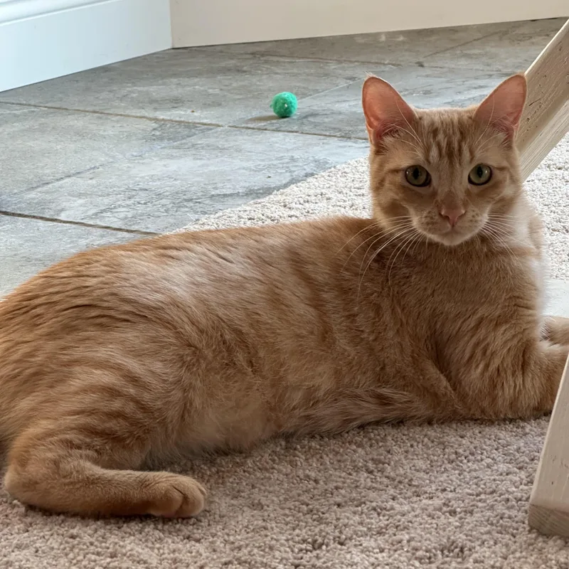 Scarlett thumbnail 3