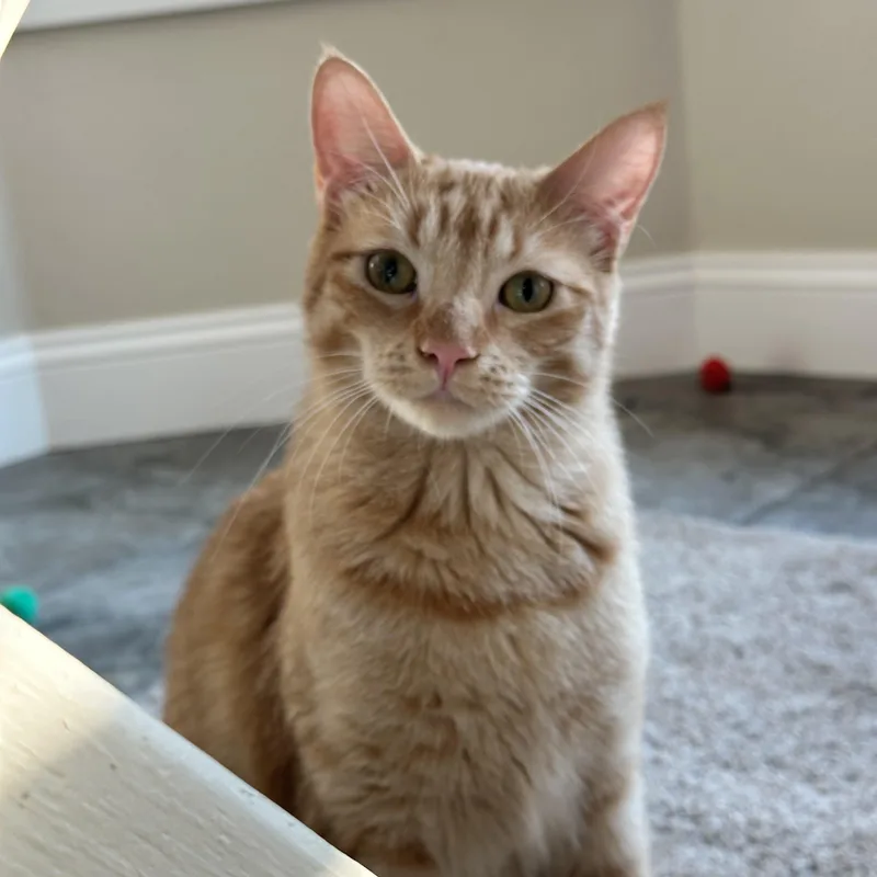 Scarlett thumbnail 4