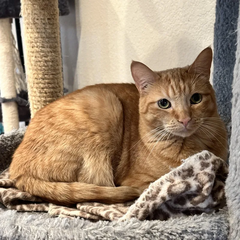 Scarlett thumbnail 5