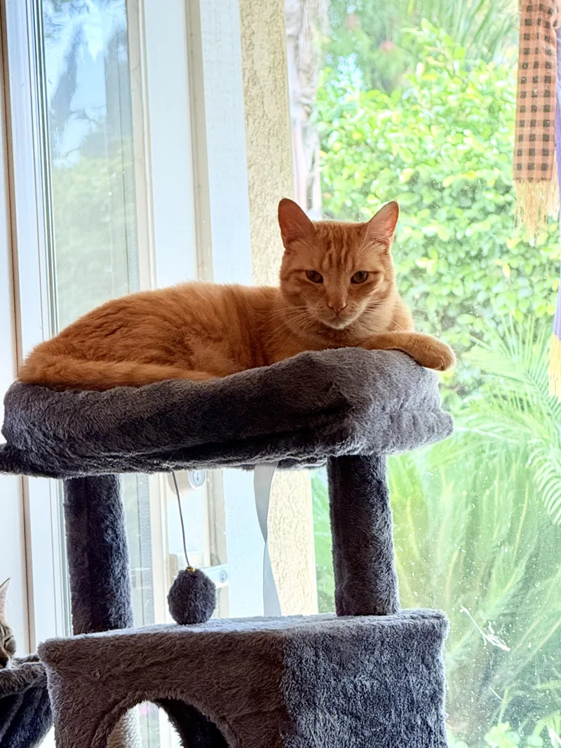 Scarlett thumbnail 6