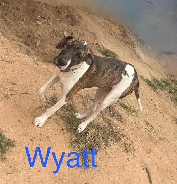 A baby extra large-sized male Great Dane dog named Wyatt for adoption in Zimmerman, MN