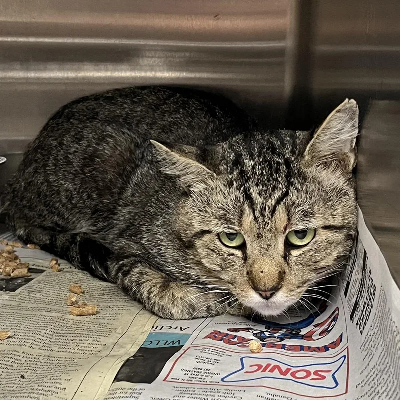 An adult medium-sized male Gray / Blue / Silver Domestic Short Hair cat named Mesmer for adoption in Pauls Valley, OK