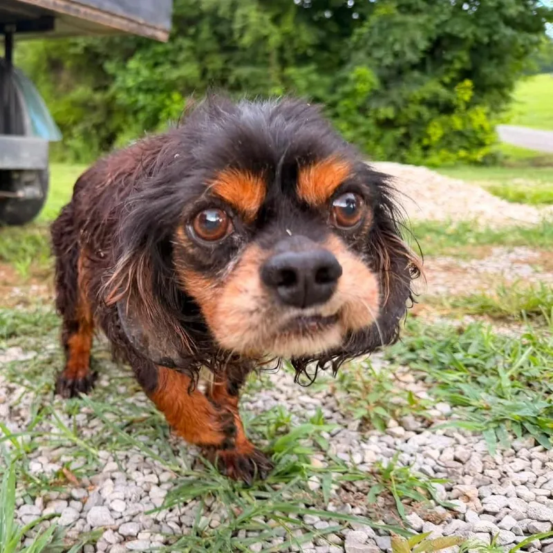 A senior small-sized male Black Cavalier King Charles Spaniel dog named King Charles for adoption in Evensville, TN