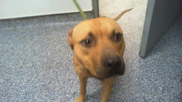 A young medium-sized male Pit Bull Terrier dog named Luke for adoption in Charlotte, NC