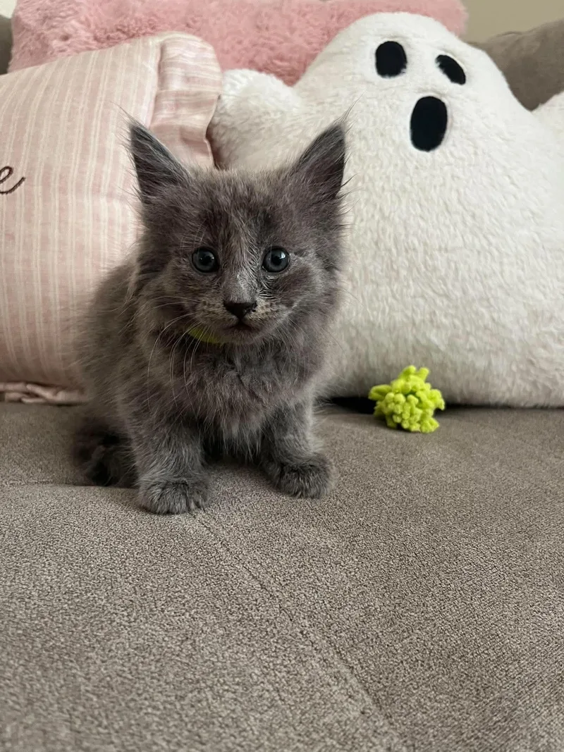 A baby medium-sized male Russian Blue cat named Salem for adoption in Lodi, CA
