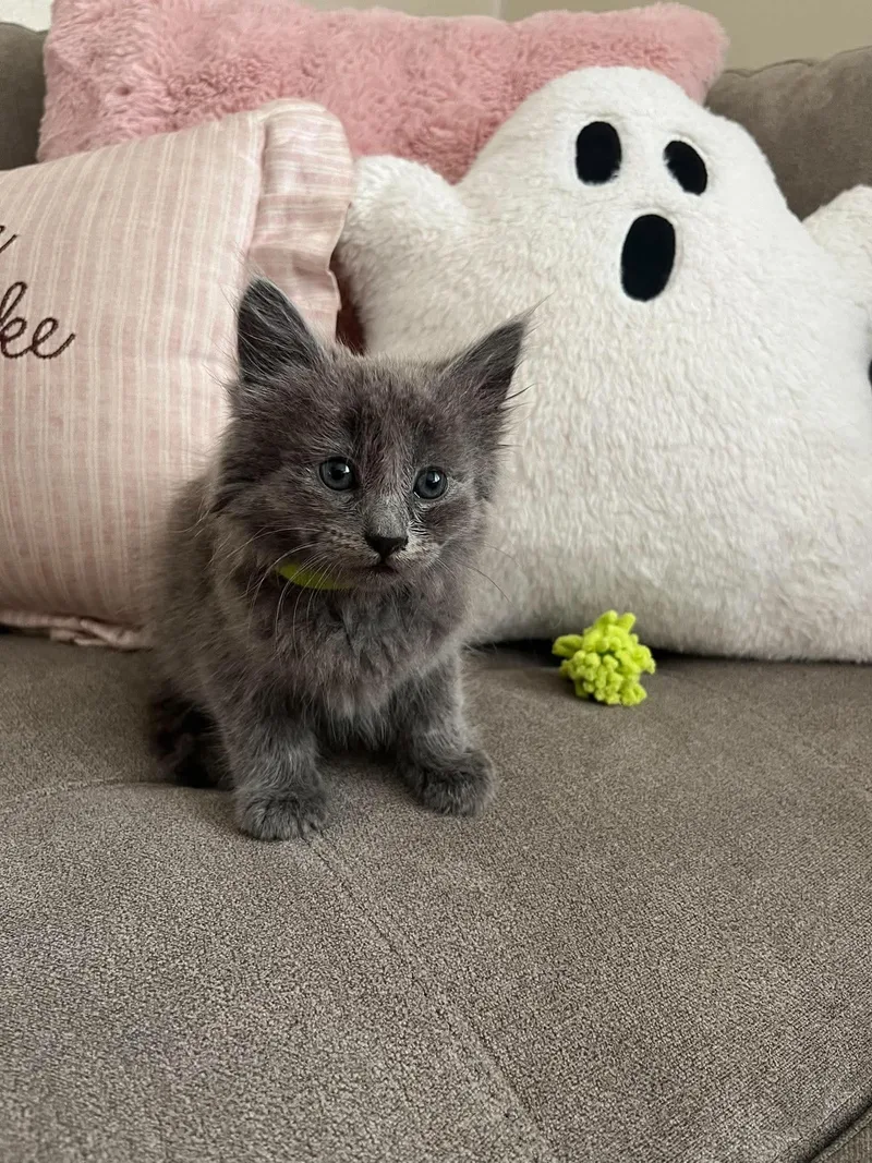 Salem thumbnail 2