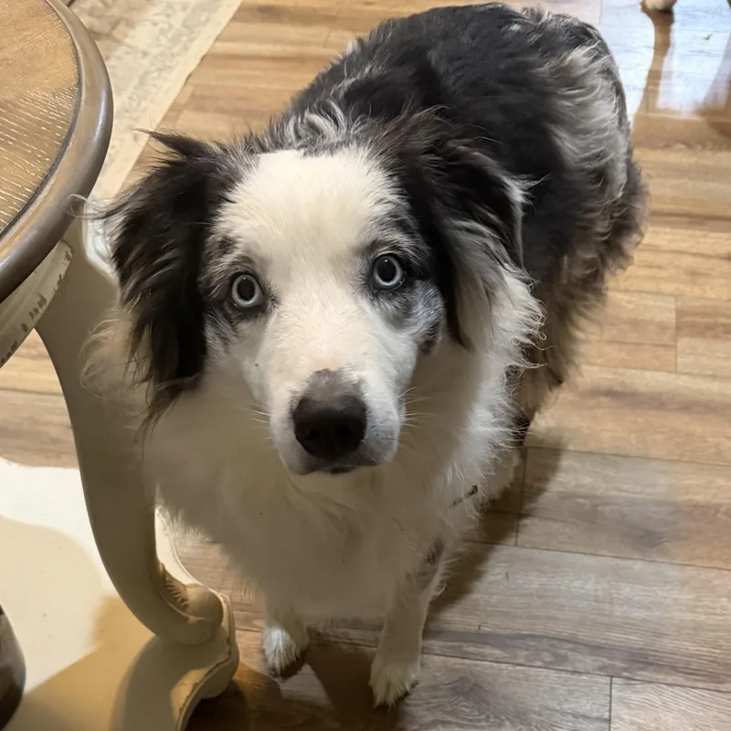 Zoey