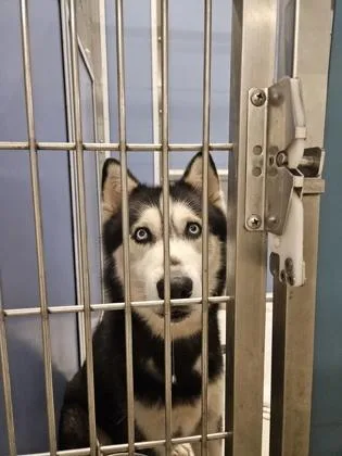 A senior large-sized male Husky dog named Musubi for adoption in Honolulu, HI